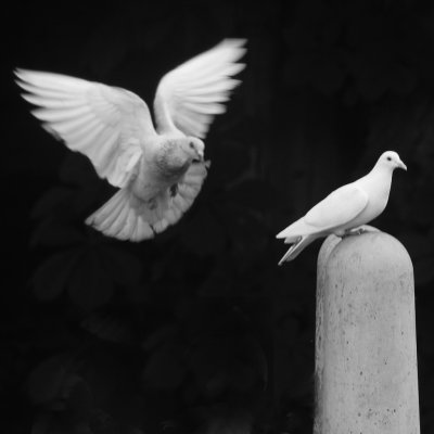 135:365<br> Feathered Flight