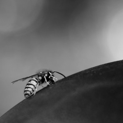 235:365Wasp