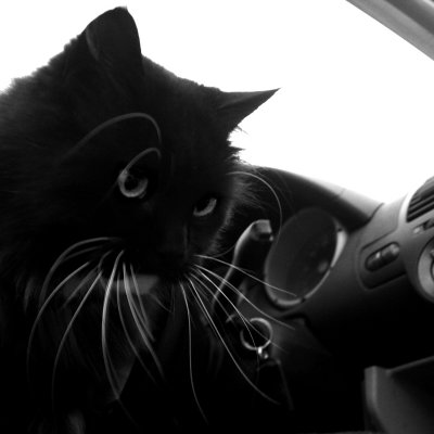 258:365Whiskers at the Wheel