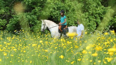 141:366Ride a White Horse