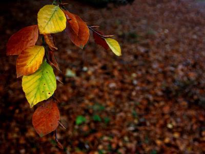 November 13 2005:  Hanging