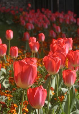 April 29 2006:  Tulips