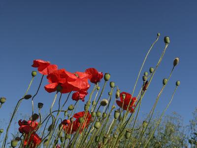 June 24 2006:  Poppies on a Balmy Day	
