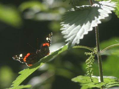 July  9 2006:   The Elusive Butterfly