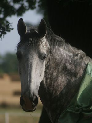 July  13 2006:   Horse