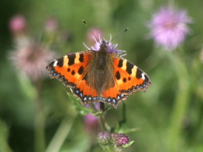 July  14 2006:  Small Tortoiseshell