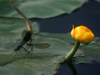 Sex on a Lily pad