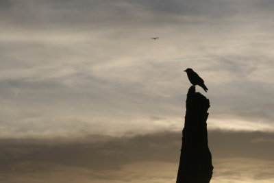 January 12 2008: Lookout