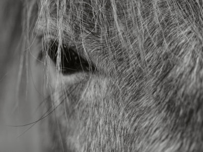 January 14 2008: Pony