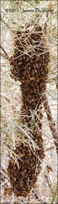 Africanized Bee Swarm