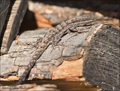 Southwestern Fence Lizard 