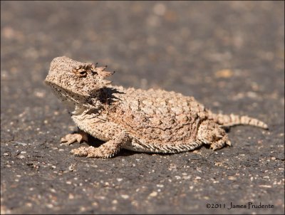 Regal Horned Lizard