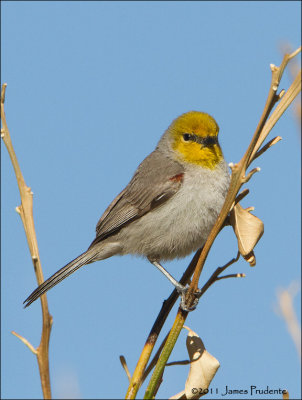 Verdin