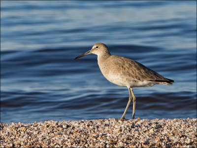 Willet