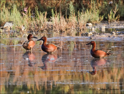 Cinnamon Teal