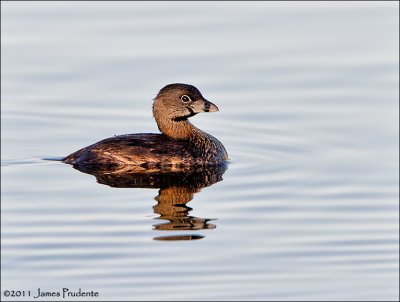 Pied-Billed Grebe