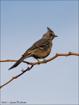 Phainopepla