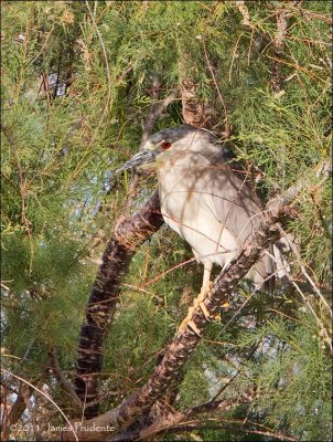 Black-Crowned Night-Heron