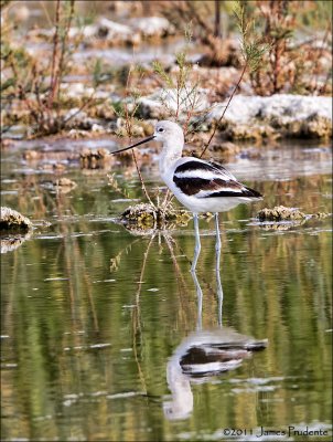 American Avocet