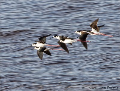 Black-Necked Stilt