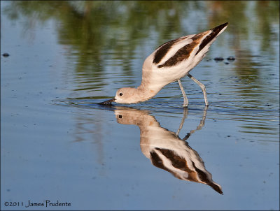 American Avocet