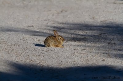 Beach Bunny 