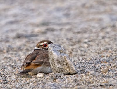 Killdeer