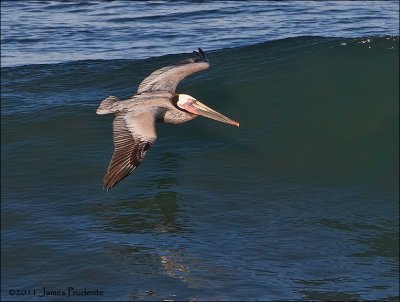 Brown Pelican
