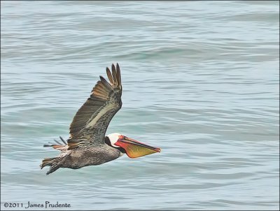 Brown Pelican