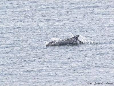 Dolphin