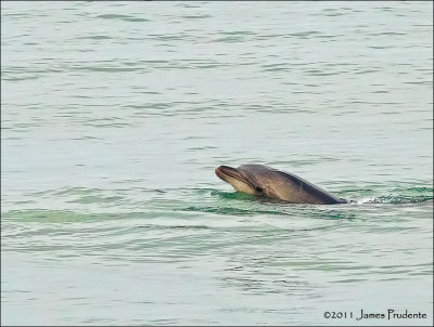 Dolphin