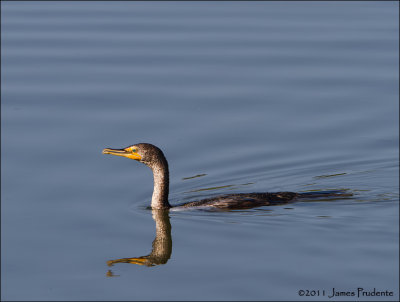 Double-Crested Cormorant