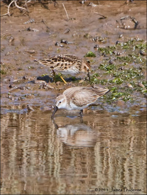 Western Sandpiper and Least Sandpiper