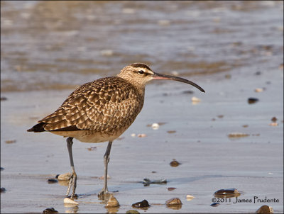 Whimbrel