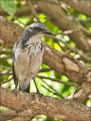 Scrub Jay