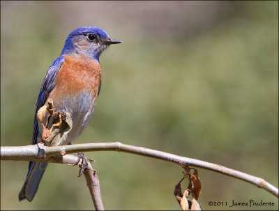 Western Bluebird