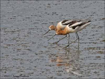 American Avocet Pair