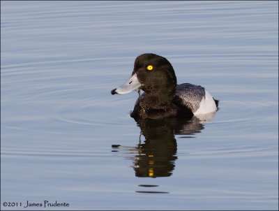 Lesser Scaup