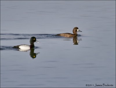 Greater Scaup Pair
