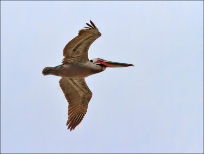 Brown Pelican