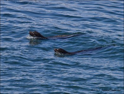 California Sea Lions