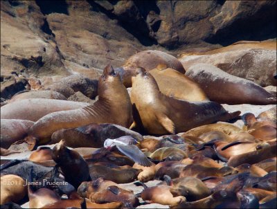 Elephant Seals Sparring