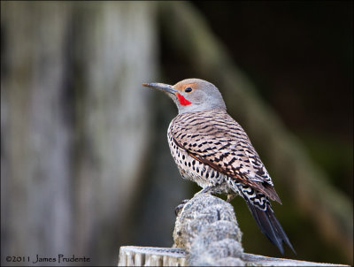 Northern Flicker