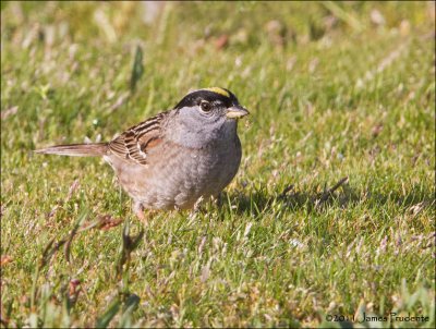 Golden-Crowned Sparrow