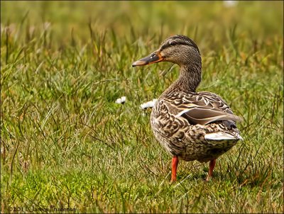 Mallard