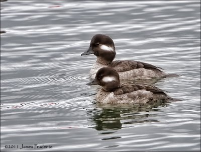 Bufflehead