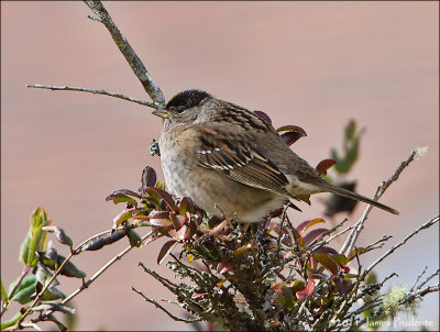 Golden-Crowned Sparrow