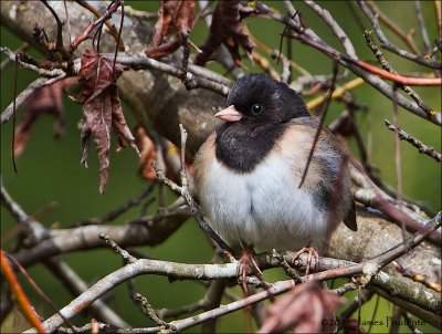 Dark-Eyed Junco