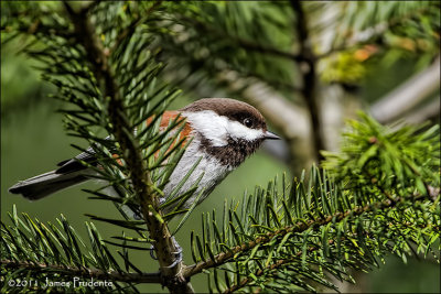 Chestnut-Backed Chickadee