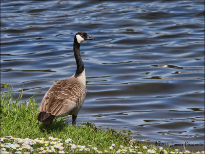 Canada Goose